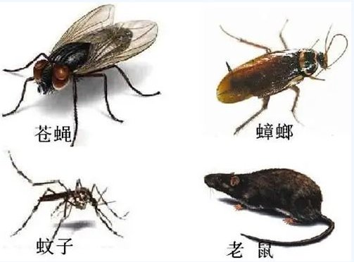 病媒生物監(jiān)測